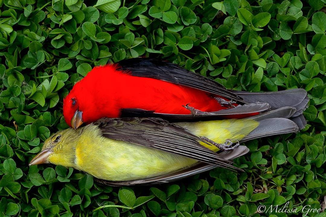 Birds worth protecting…